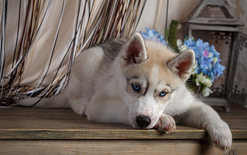 Husky, blue, dog, animal, cute, puppy, flower, paw, caine HD wallpaper