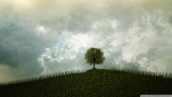 Vineyard Tree, landscapes, trees, nature, Vines HD wallpaper