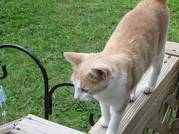 outside kitty cat, white, wood, tan, grass, wild, wicked HD wallpaper