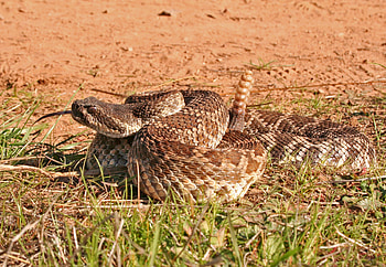 Rattlesnake predator , Wildlife ry, backgrounds, High-quality visuals HD wallpaper