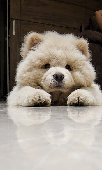 Chow chow dog, animal, cute HD phone wallpaper
