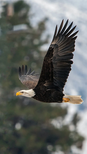 Eagle, Predator, Royal Bird HD phone wallpaper
