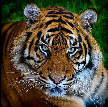 Striped beauty, stripes, white, black, tiger, cat, orange HD wallpaper