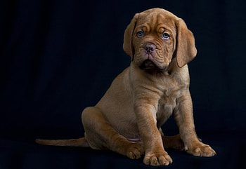 Animals, Dog, Puppy, Black Background HD wallpaper