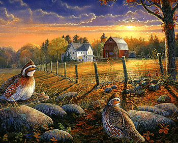 Evening Falls, barn, birds, house, farm, quail, rocks, field, fence, clouds, trees, sunset HD wallpaper