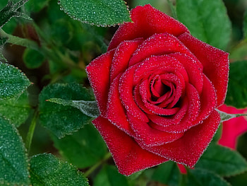Dew Drops on Red Rose, drops, rose, leaves, flower, green, red, nature, dew, macro HD wallpaper