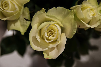 Yellow rose, flowers, close up HD wallpaper