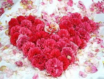 My Heart Belongs to You, roses, pretty, petals, love, red, romantic, heart HD wallpaper