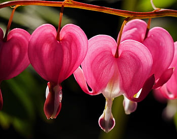 Vibrant pink bleeding heart flowers blooming in a garden, captured in close-up detail. HD wallpaper