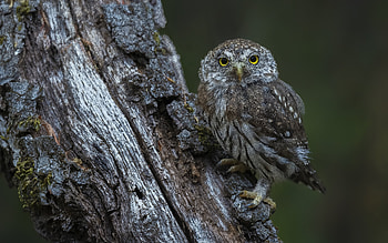 Owl, animal, nature, bird HD wallpaper