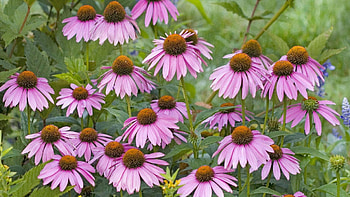 Flowers, Close-Up, Greens, Flower Bed, Flowerbed, Rudbeckia, Rudbekia HD wallpaper