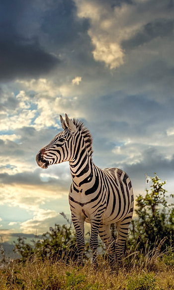 Wild savannah, Equine features, Grazer species, Nature's creation HD phone wallpaper