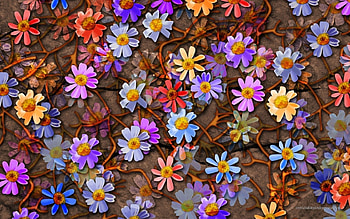 Flowers, Background HD wallpaper