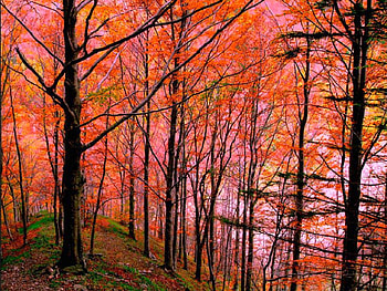 Pink Trees, trees, pink, beautiful HD wallpaper
