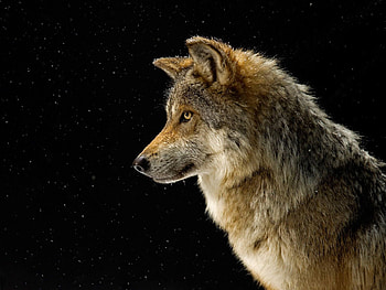 Animals, Sky, Stars, Snow, Dog, Wolf HD wallpaper