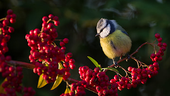 ️, Bird, Branch, Blue tit, Berries HD wallpaper