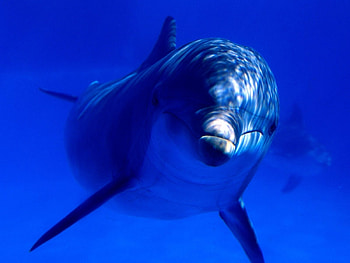 Animals, Dolfins HD wallpaper