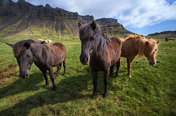 Animals, Grass, Horses, To Stand, Stand, Pony HD wallpaper
