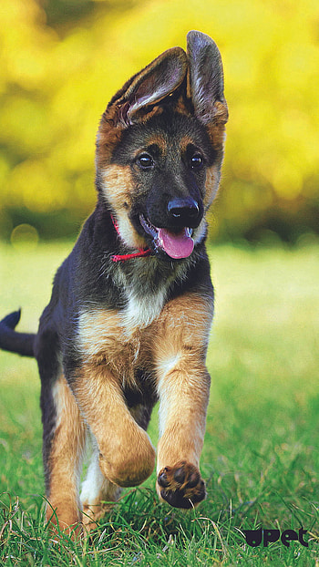 German Shepherd Dog, Shepherd, Cute Dog HD phone wallpaper