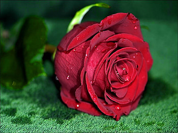 Beautiful red rose, rose, delicate, wet, pretty, red, flowers, lovely, nice HD wallpaper