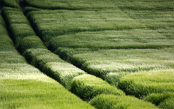 Nature, Grass, Field, Slope, Traces HD wallpaper