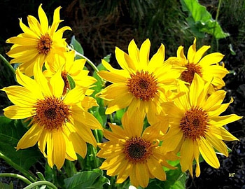 Sunflowers, Flowers, Yellow, Summer, Closeup HD wallpaper