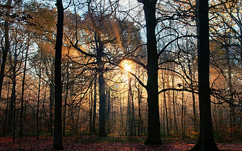 Forest Sunlight, sunshine, sunlight, forests, nature, sun rays HD wallpaper