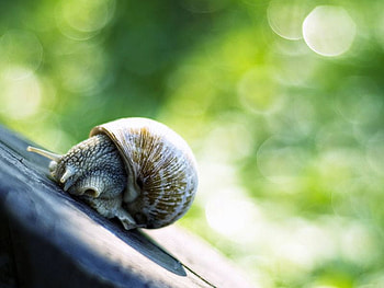 Shy Snail, cool, snail, shy HD wallpaper