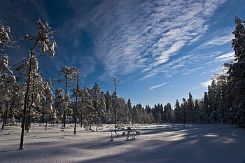 Sunny day, winter, trees, blue sky, forest HD wallpaper