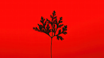Black Leaf Red Background , leaf, red, graphy HD wallpaper