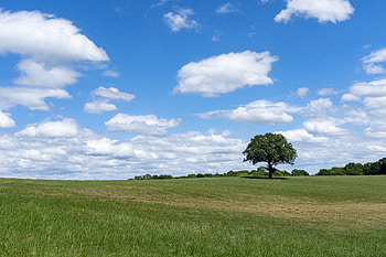 Nature, Grass, Sky, Wood, Tree, Field HD wallpaper