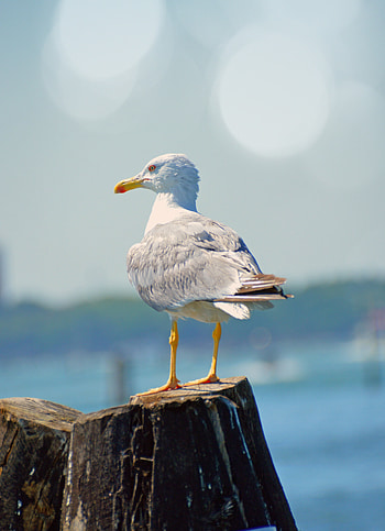 Seagull, bird, white, seabird HD phone wallpaper