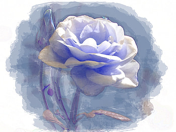 Blue Rose, Beautiful, Flowers, Painting, Blue, Rose HD wallpaper