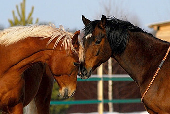 Horses, animal, horse, love, kiss, run, nature HD wallpaper