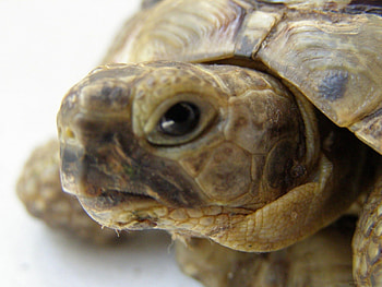 Animals, Turtles HD wallpaper