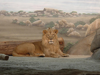 Leo the Lion, animal, lion HD wallpaper