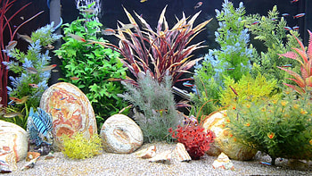Aquarium Animated : aquarium pixelstalk.net HD wallpaper