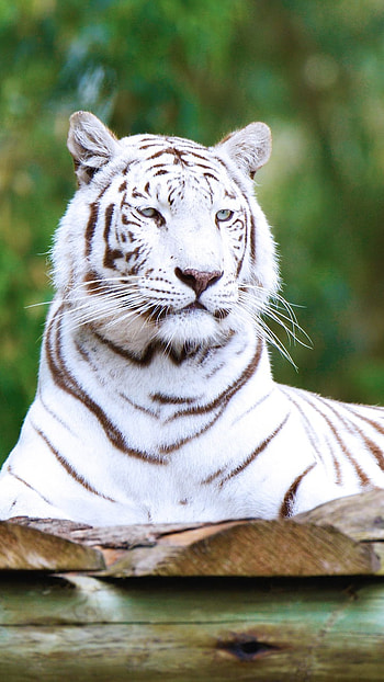 White Tiger, Tiger, King Tiger HD phone wallpaper