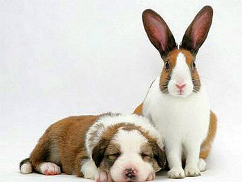 animal-cameleons, cool HD wallpaper