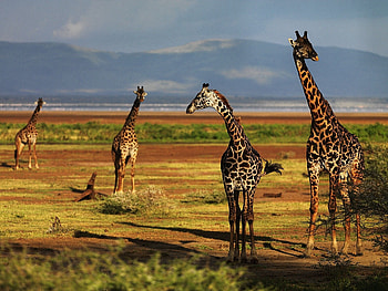Giraffe portrait delight, Animal beauty, Stately grace, Nature's masterpiece HD wallpaper