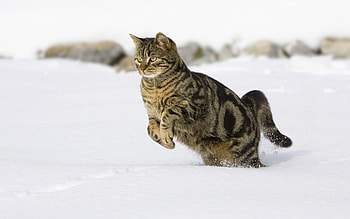 Animals, Cats HD wallpaper