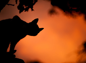 Black cat silhouette, orange, saso tusar, halloween, black, pisici, cat, silhouette HD wallpaper
