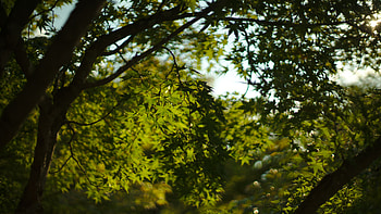 Green Leaves Tree Branches In Blur Bokeh Background Nature HD wallpaper