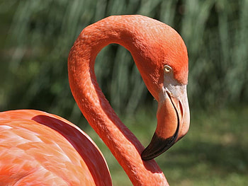 pink flaming jpg, pink, nature, flamingo, feathers HD wallpaper