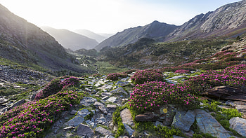 Stones Pink Flowers Grass Green Leaves Rocks Bushes Valley River Mountains Slope Under Blue Sky Nature HD wallpaper