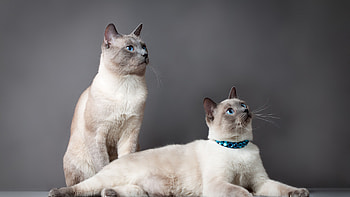 Couple, Birman HD wallpaper