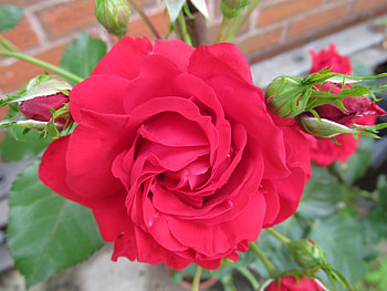 Home Grown Red Rose, Roses, Flowers, Blooms, Nature, Flora HD wallpaper