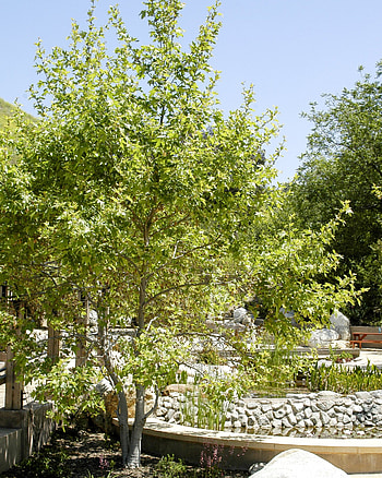 Western Sycamore, Inland Valley Garden Planner HD phone wallpaper