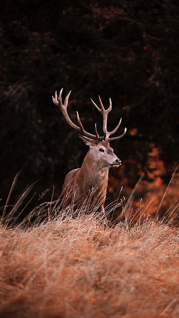 Best deer , Breathtaking , Nature's beauty, Majestic animals HD phone wallpaper