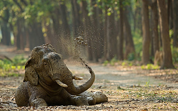 elephant in the mud, wildlife, Africa, funny animals, elephants, wild animals HD wallpaper